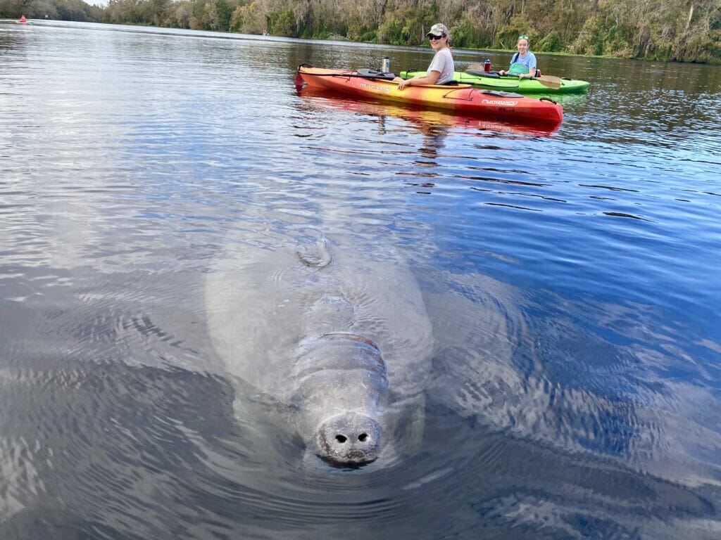 manatee at blue spring with kayak